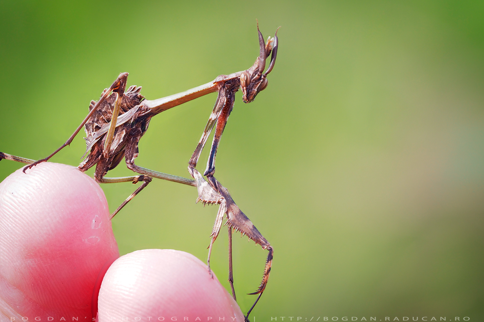 Empusa Fasciata