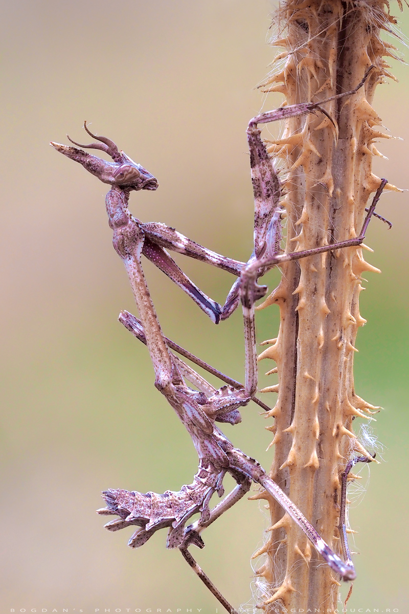 Empusa Fasciata
