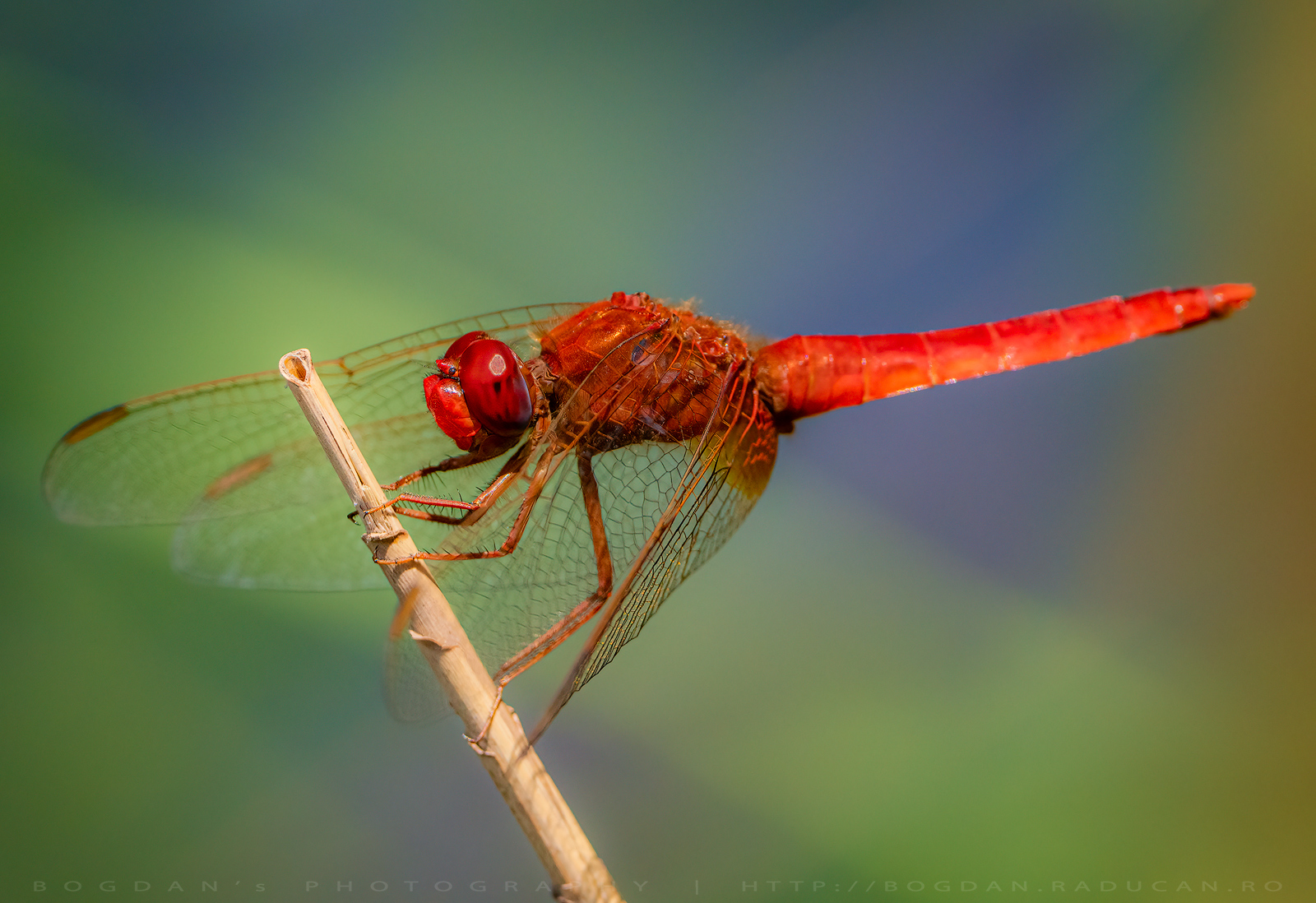 Libelula rosie / Scarlet Dragonfly (Crocothemis erythraea)