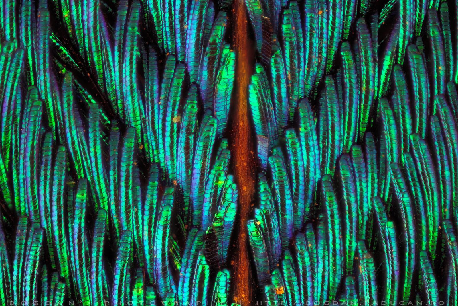 Pana de paun (detaliu)