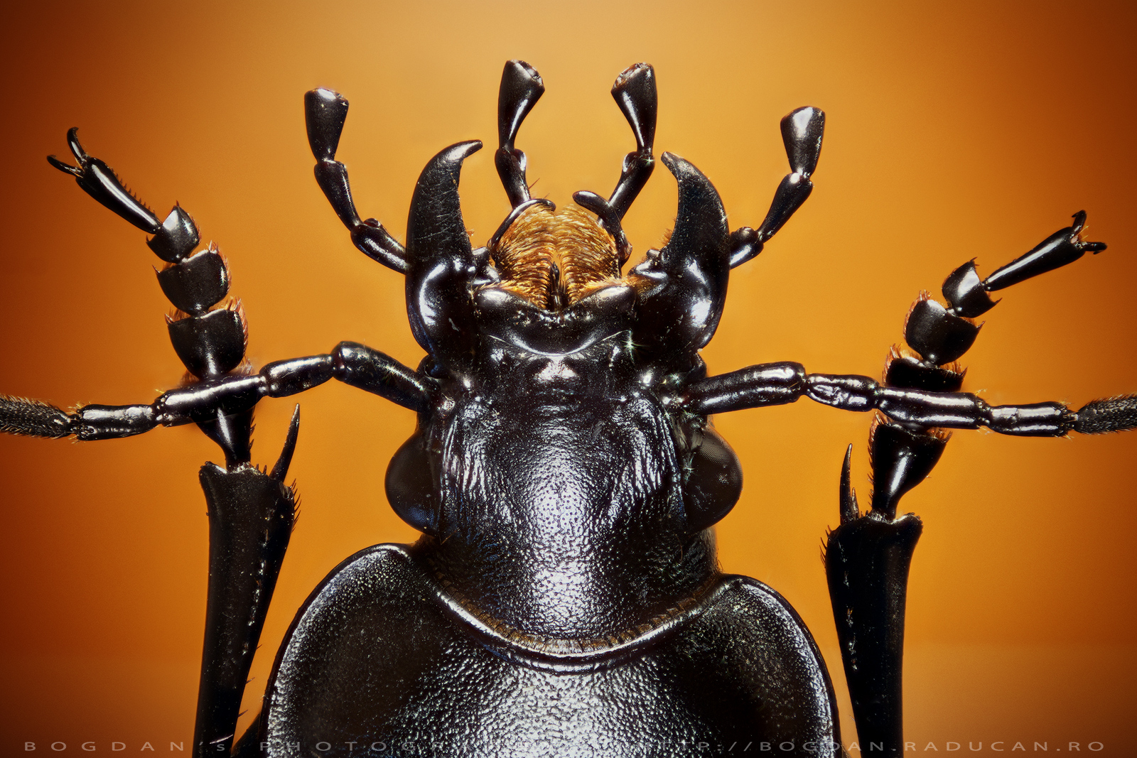 Carabus - vedere ventrala