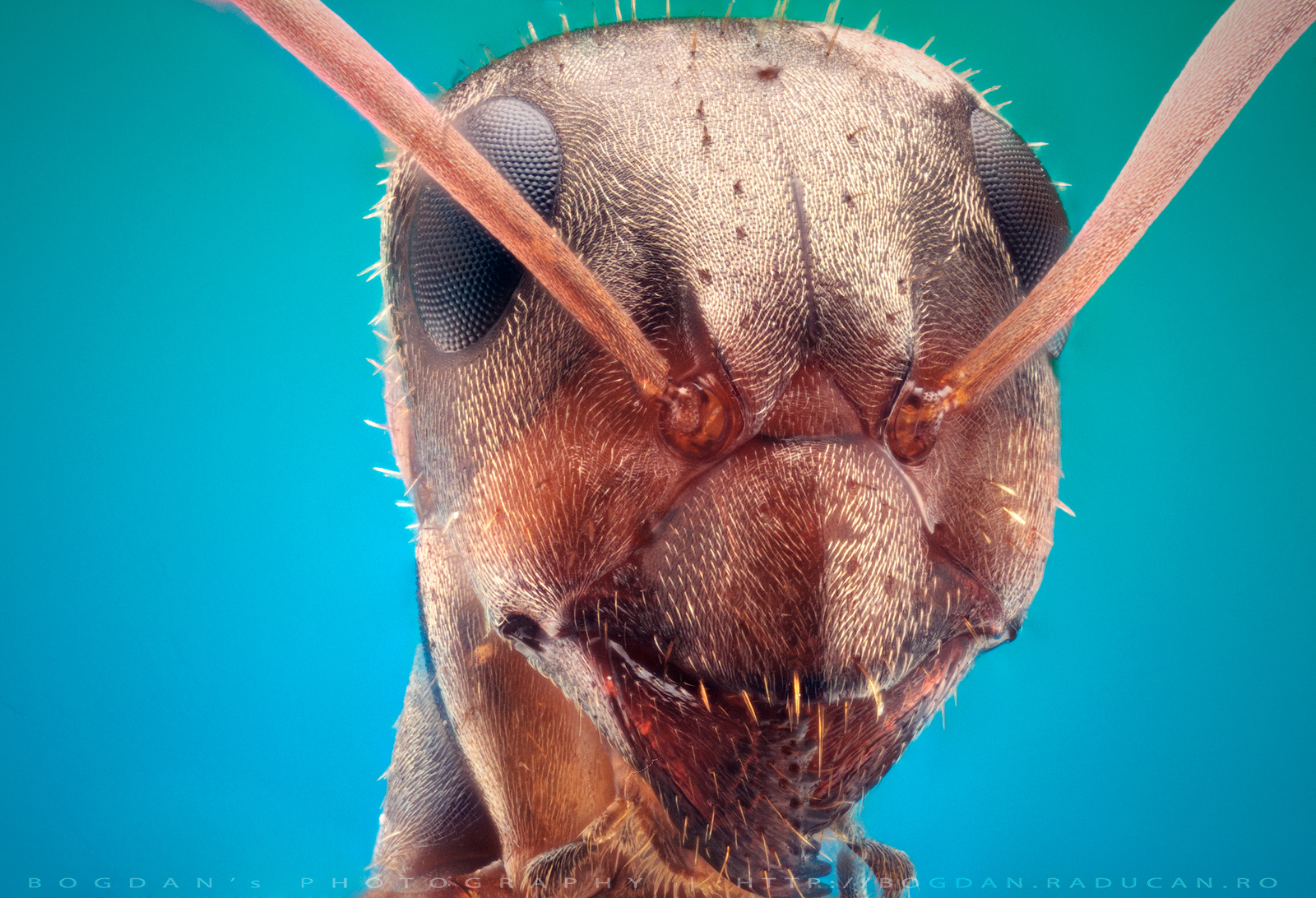 Furnica rosie Ordin: Hymenoptera Familie: Formicidae