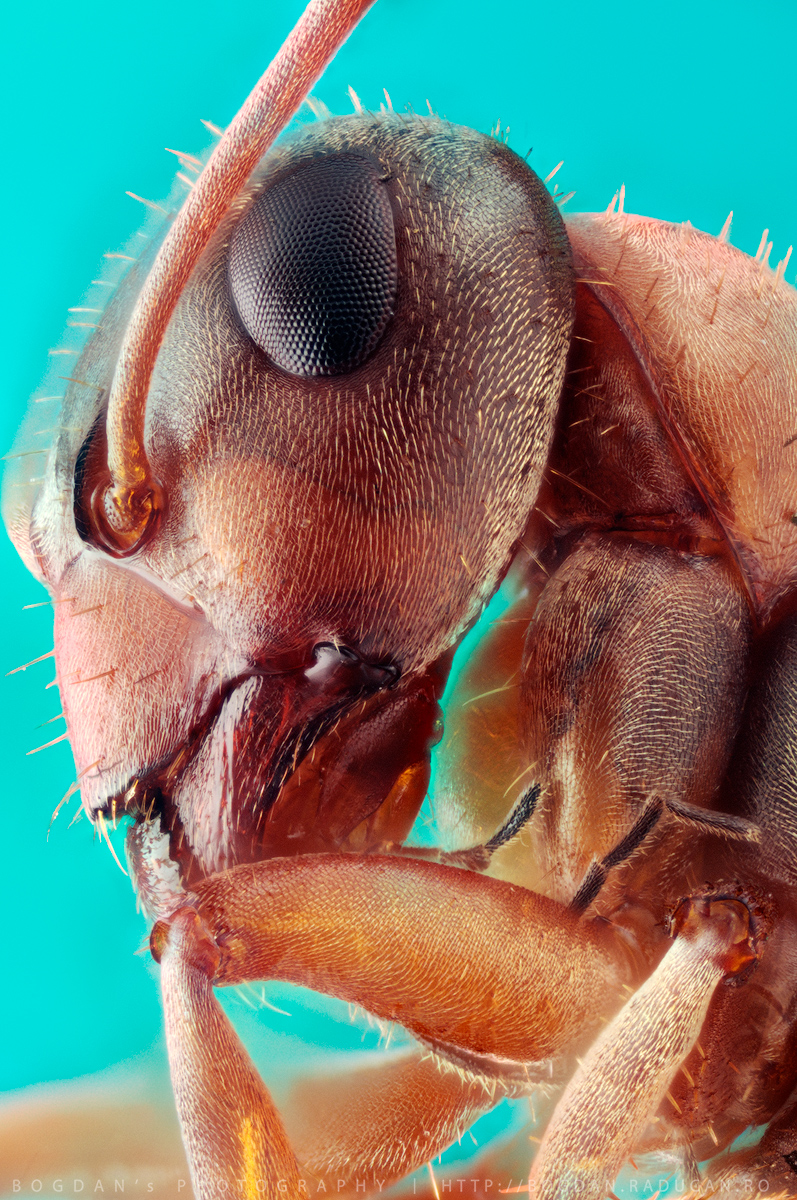 Furnica rosie Ordin: Hymenoptera Familie: Formicidae