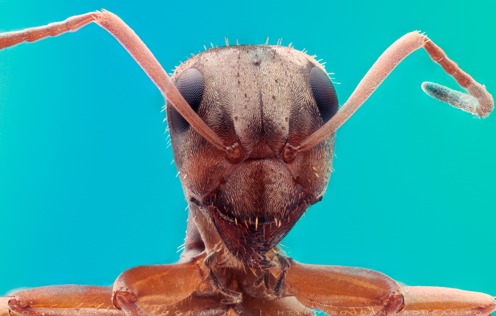 Furnica rosie Ordin: Hymenoptera Familie: Formicidae