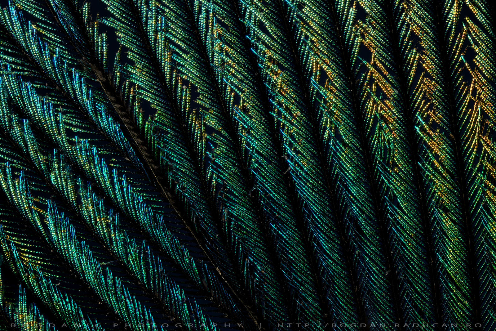 Pana de paun (detaliu)