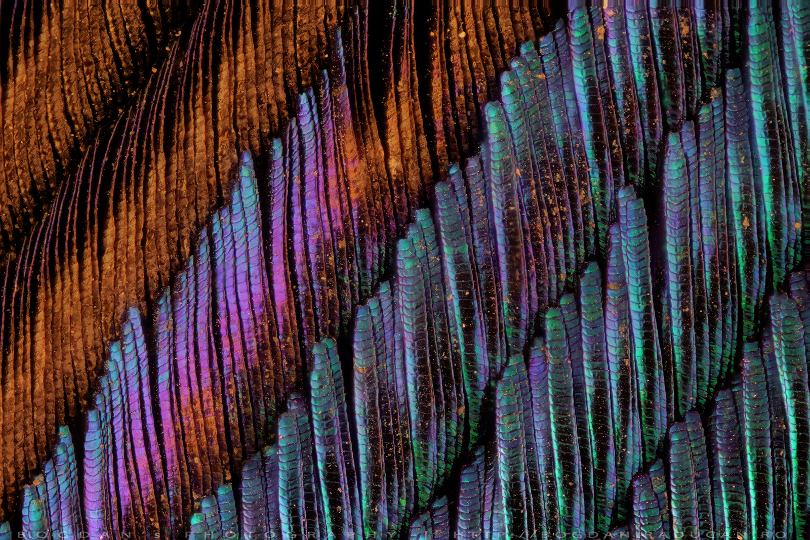 Pana de paun (detaliu)