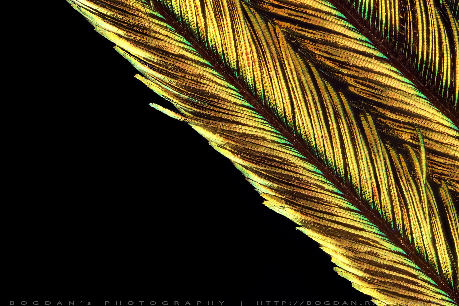 Pana de paun (detaliu)