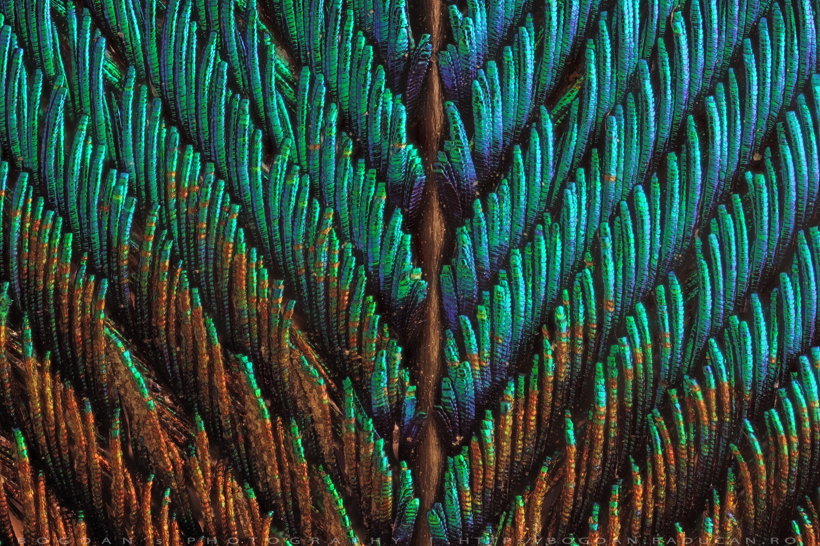 Pana de paun (detaliu)