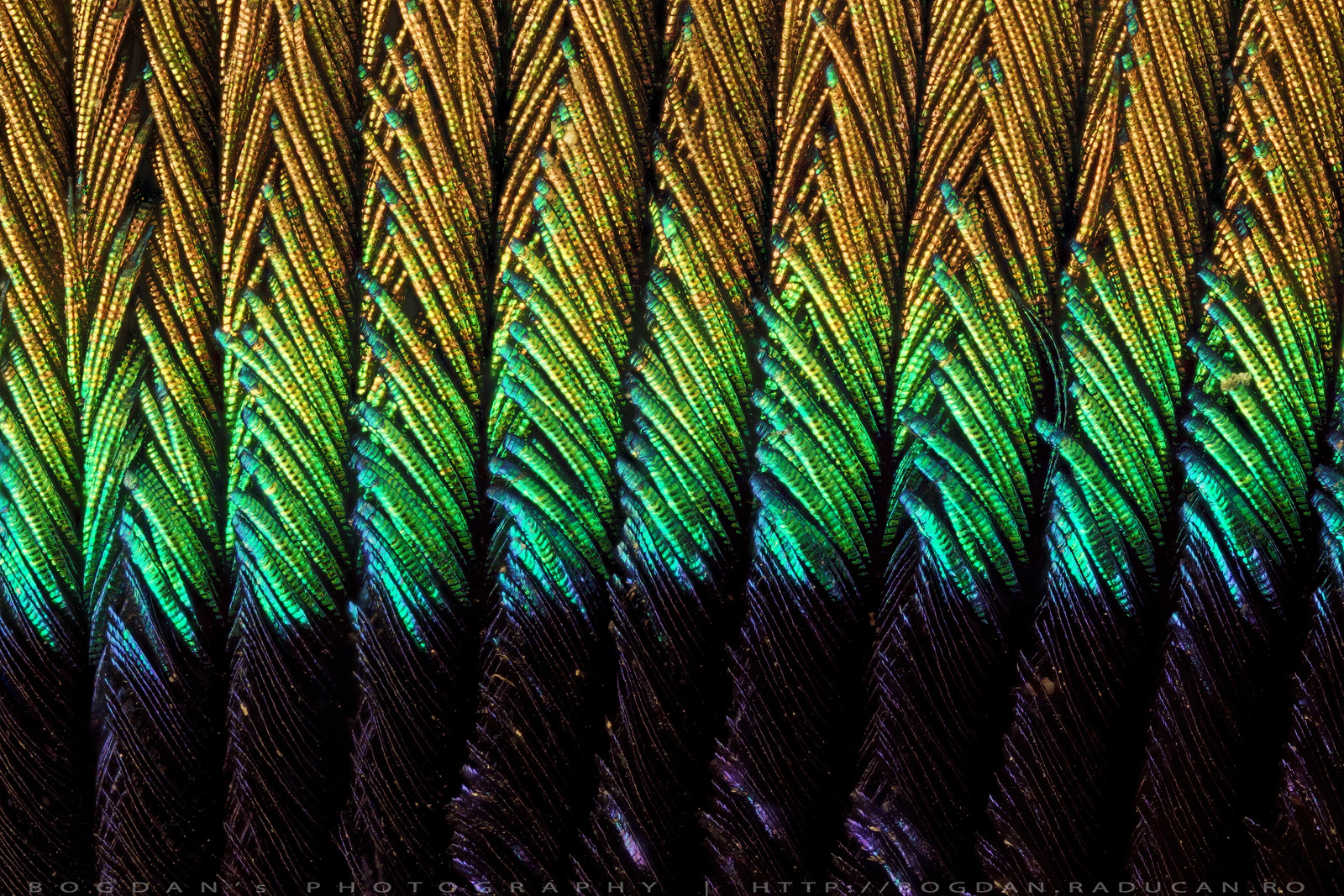 Pana de paun (detaliu)