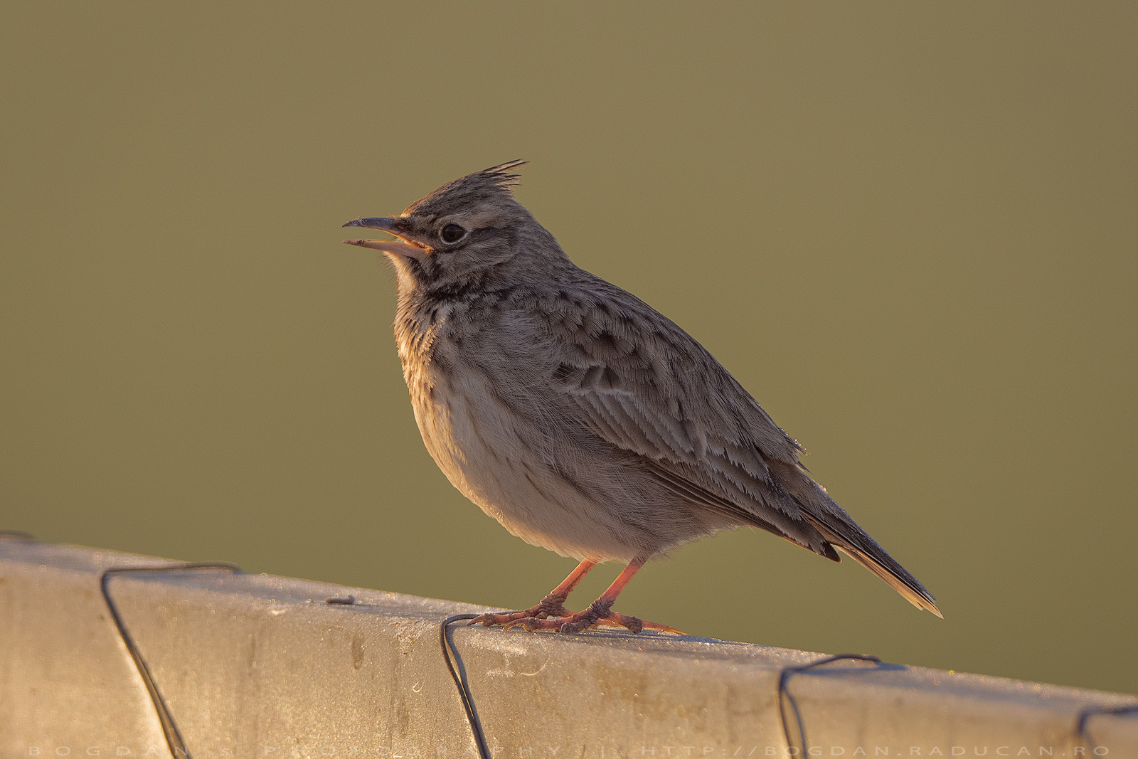 Ciocârlanul / Crested lark (Galerida cristata)