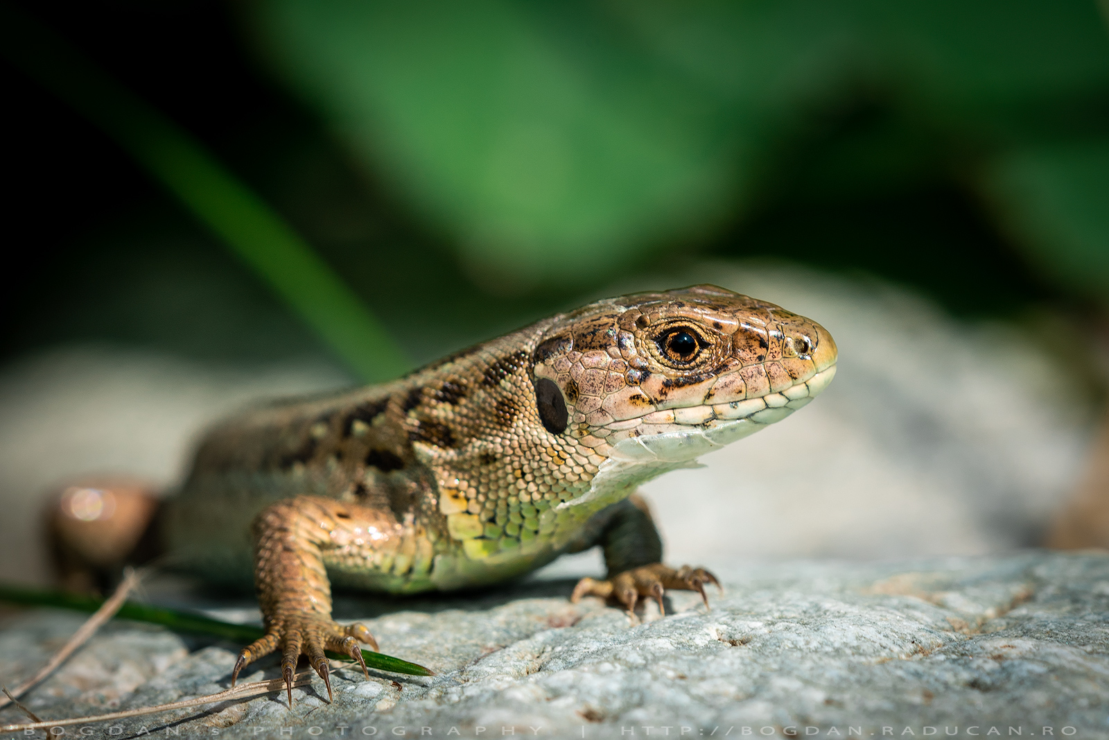 Guster / Sand lizard (Lacerta agilis)