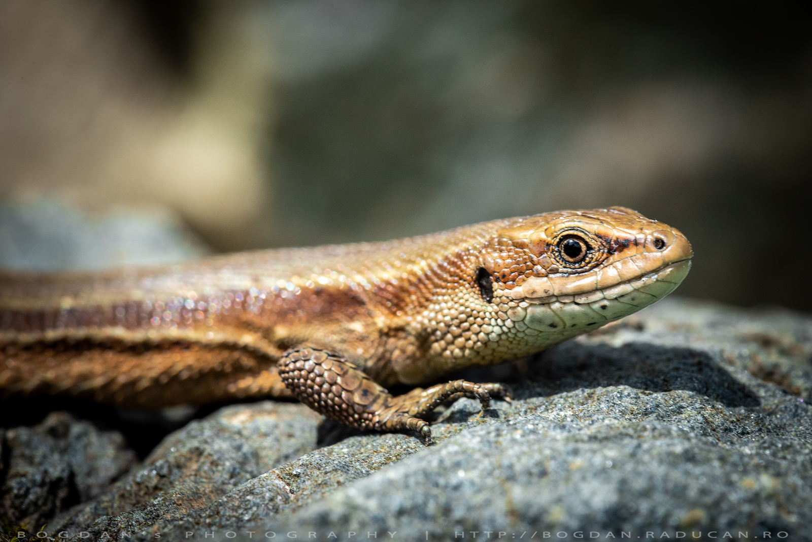 Guster / Sand lizard (Lacerta agilis)