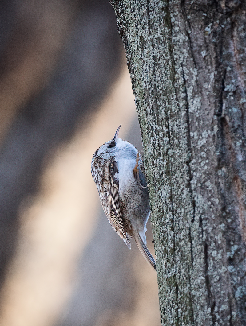 Cojoaica de pădure / Treecreeper  (Certhia familiaris)