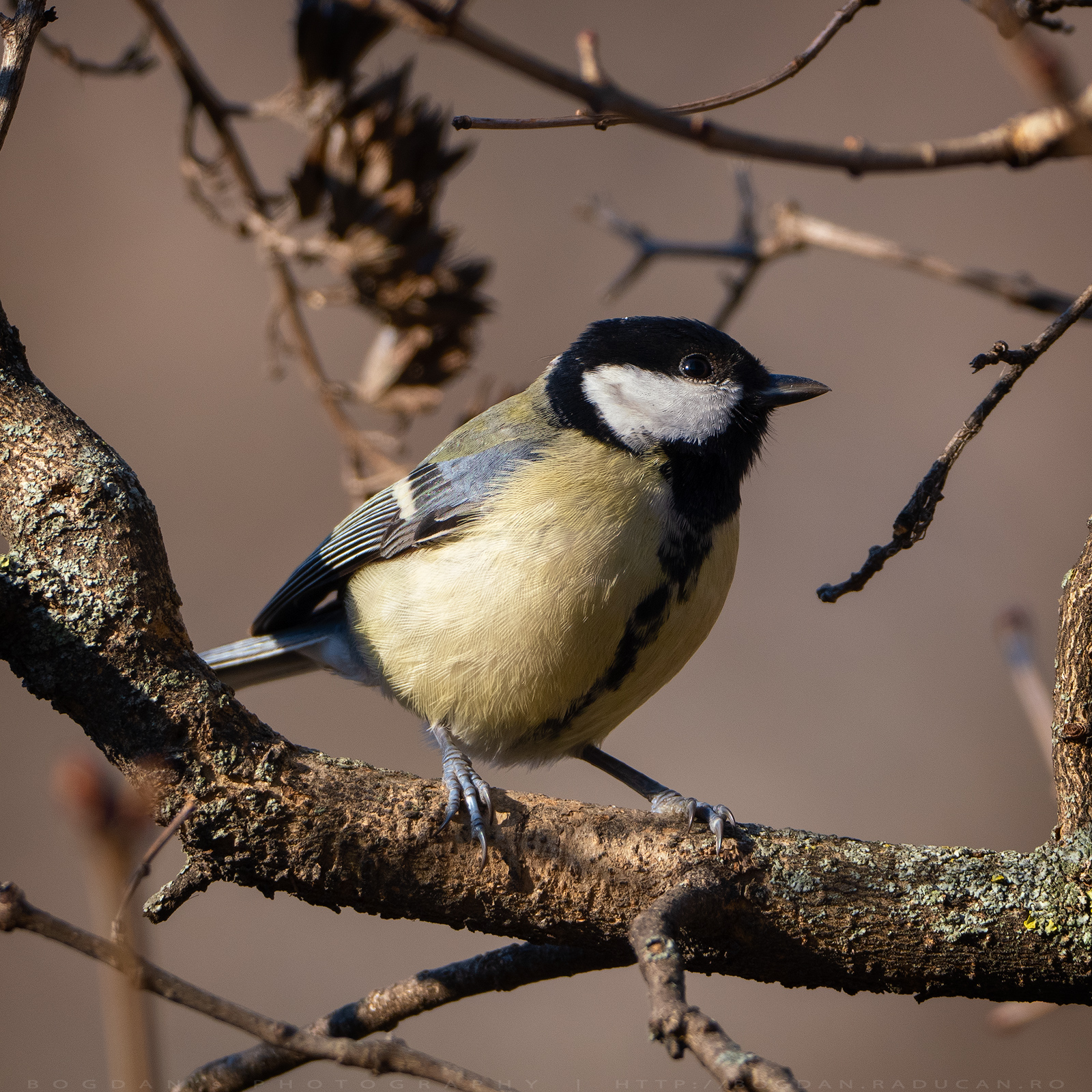 Pițigoiul mare / Great tit  (Parus major)