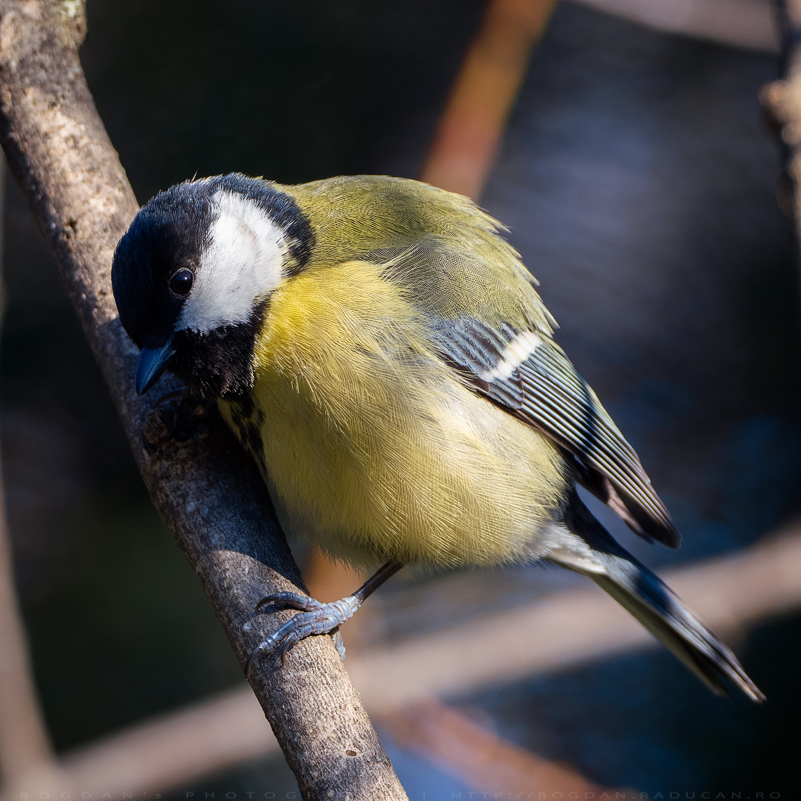 Pițigoiul mare / Great tit  (Parus major)