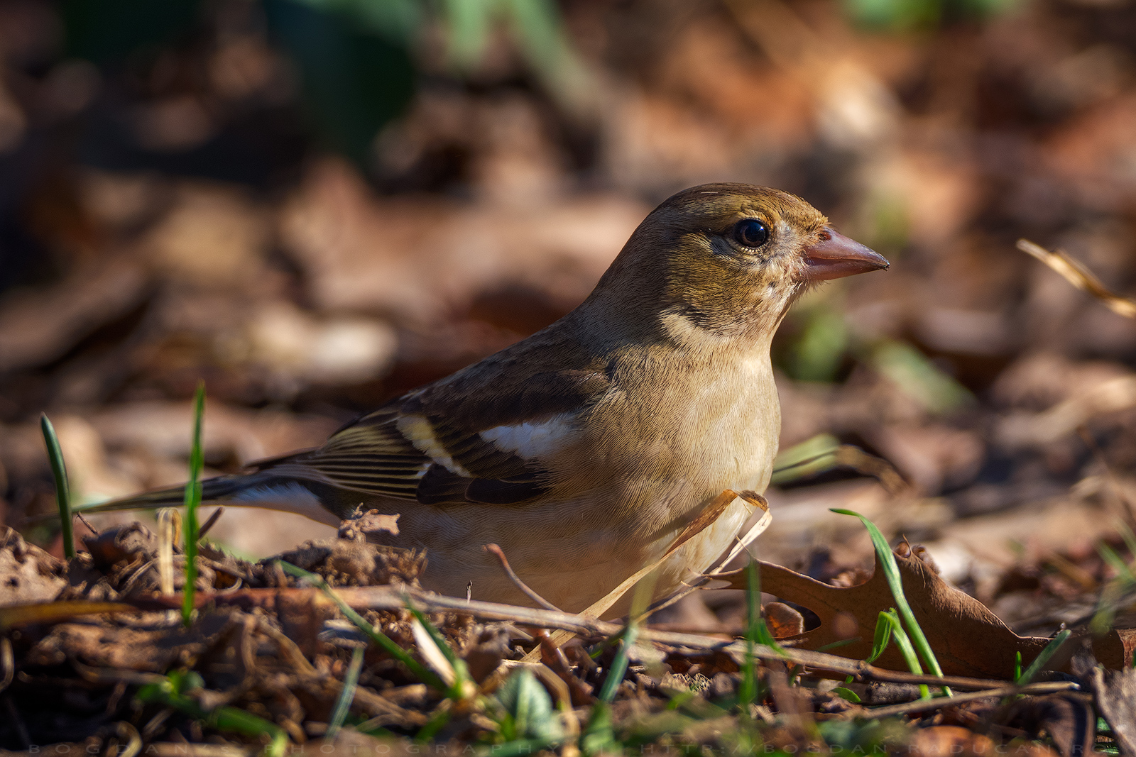 Cinteza / Chaffinch (Fringilla coelebs)