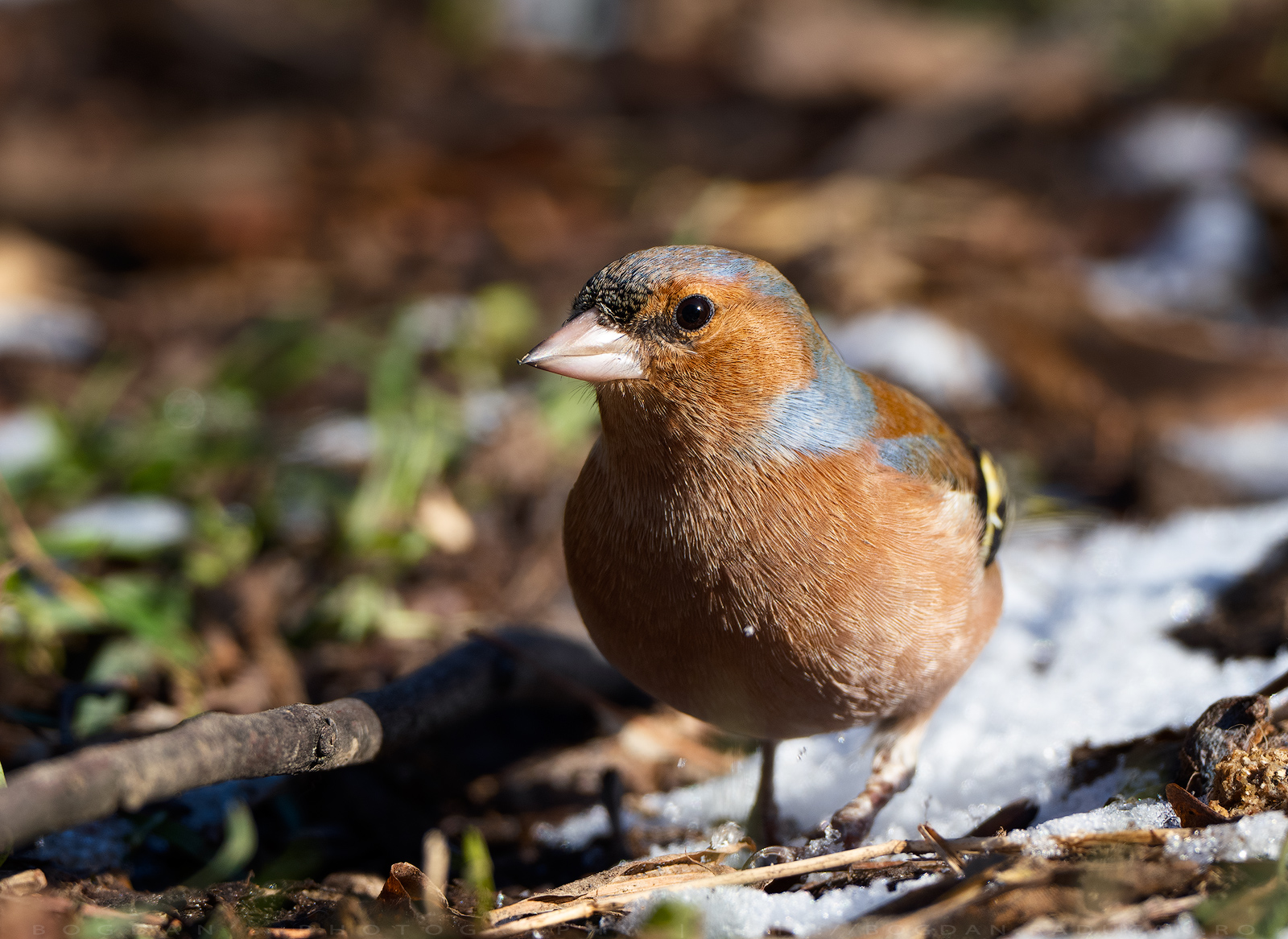 Cinteza / Chaffinch (Fringilla coelebs)