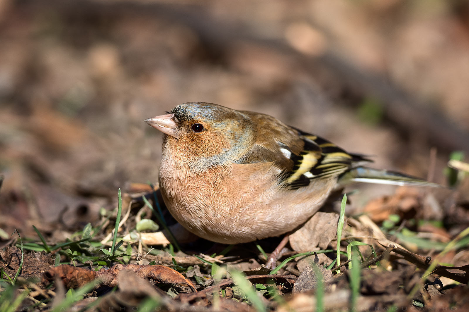 Cinteza / Chaffinch (Fringilla coelebs)