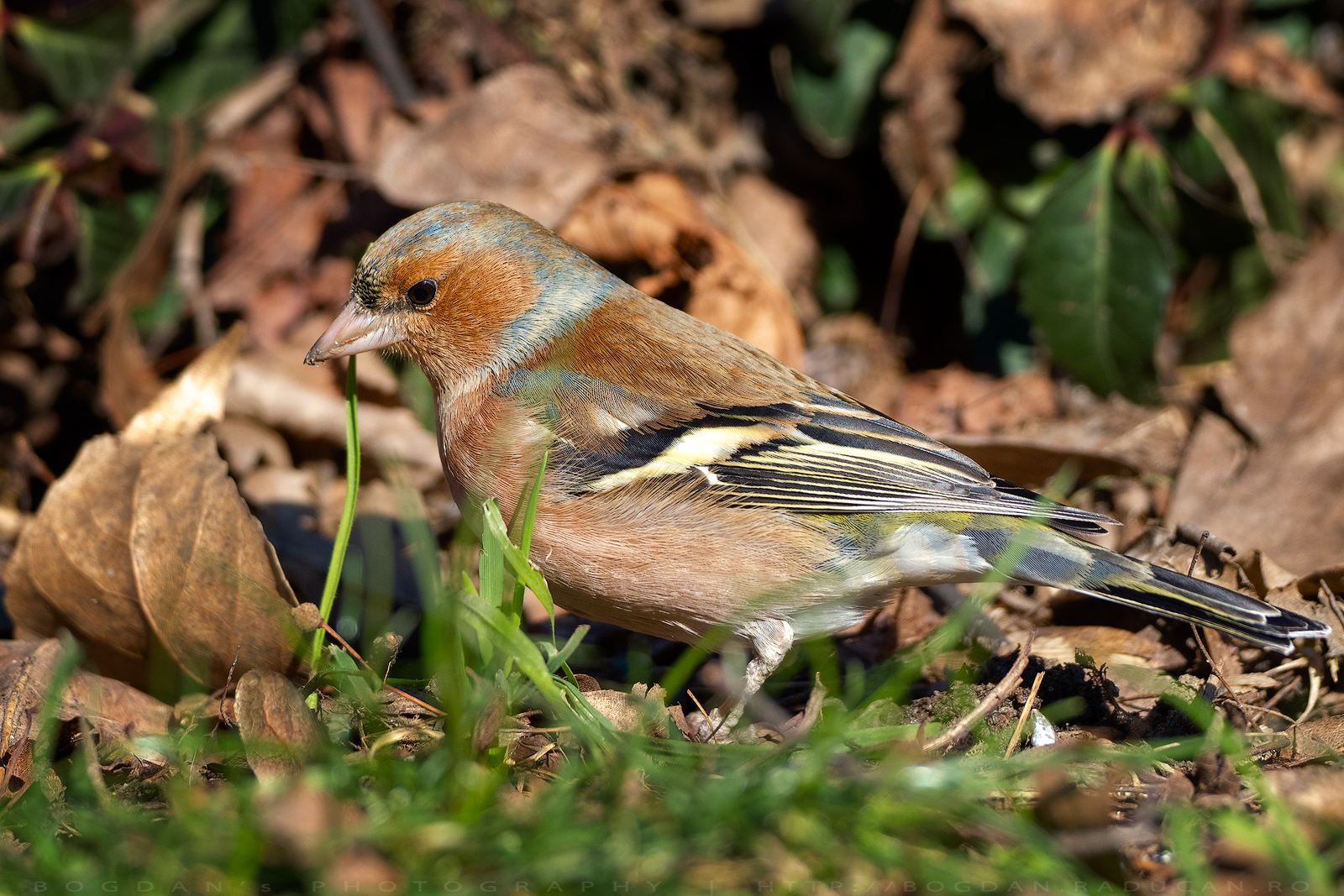 Cinteza / Chaffinch (Fringilla coelebs)