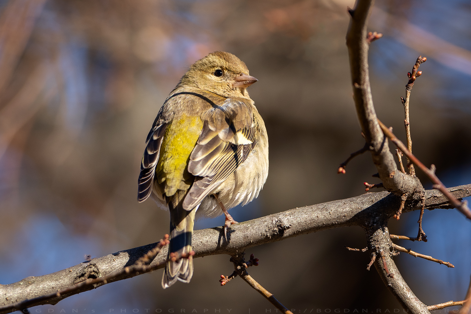 Cinteza / Chaffinch (Fringilla coelebs)