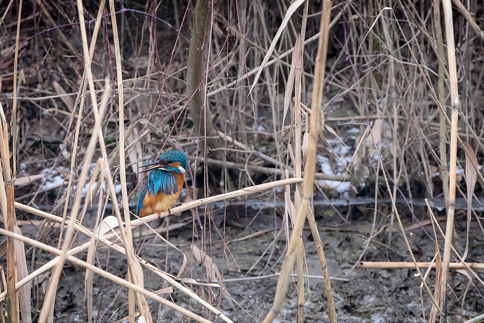 Pescaras albastru / Eurasian kingfisher (Alcedo Atthis)