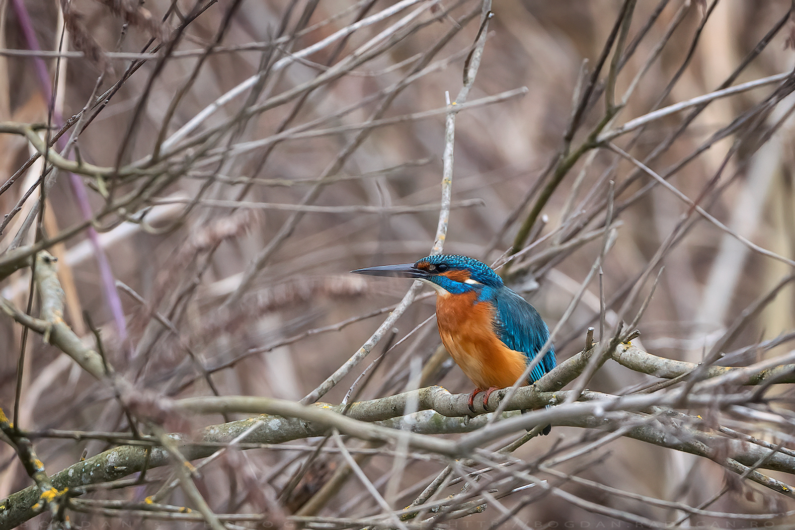 Pescaras albastru / Eurasian kingfisher (Alcedo Atthis)
