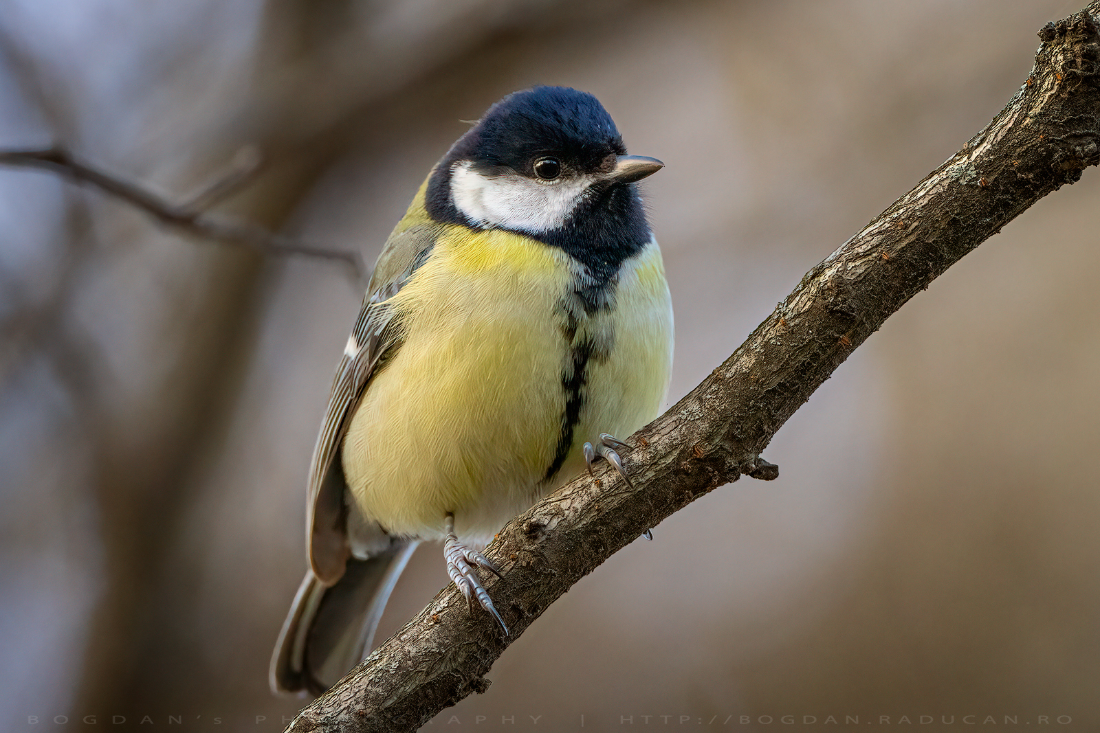 Pitigoi mare / Great tit (Parus major)