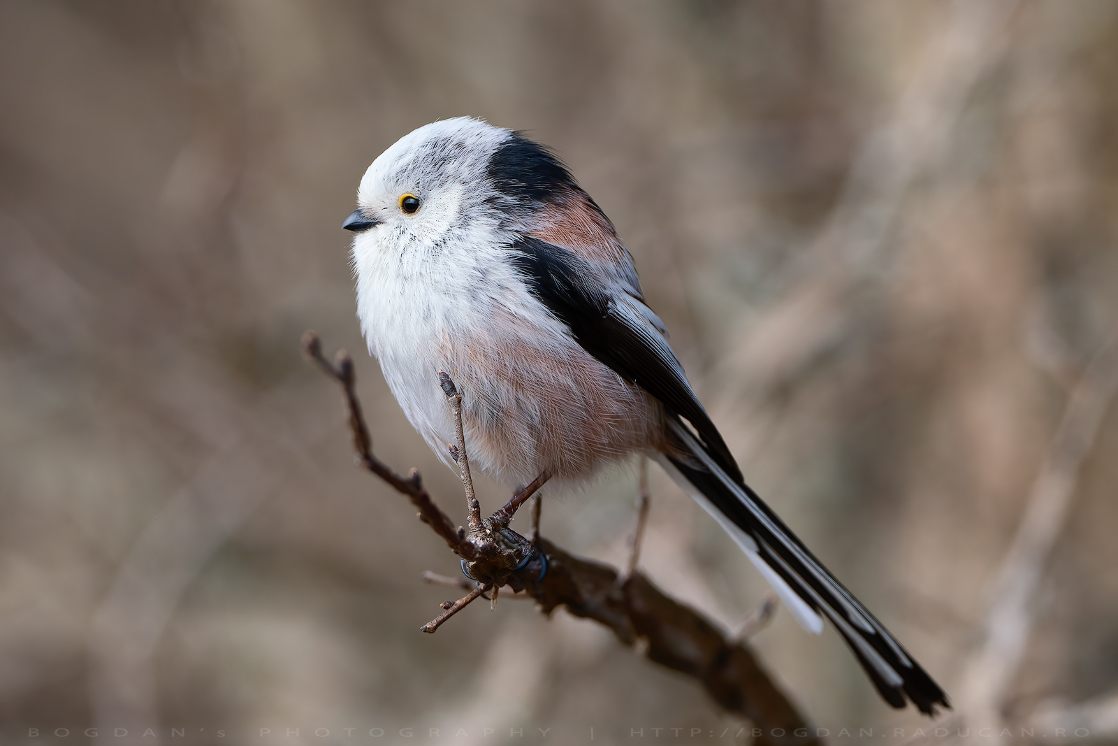 Pitigoi codat / Long-tailed tit (Aegithalos caudatus)