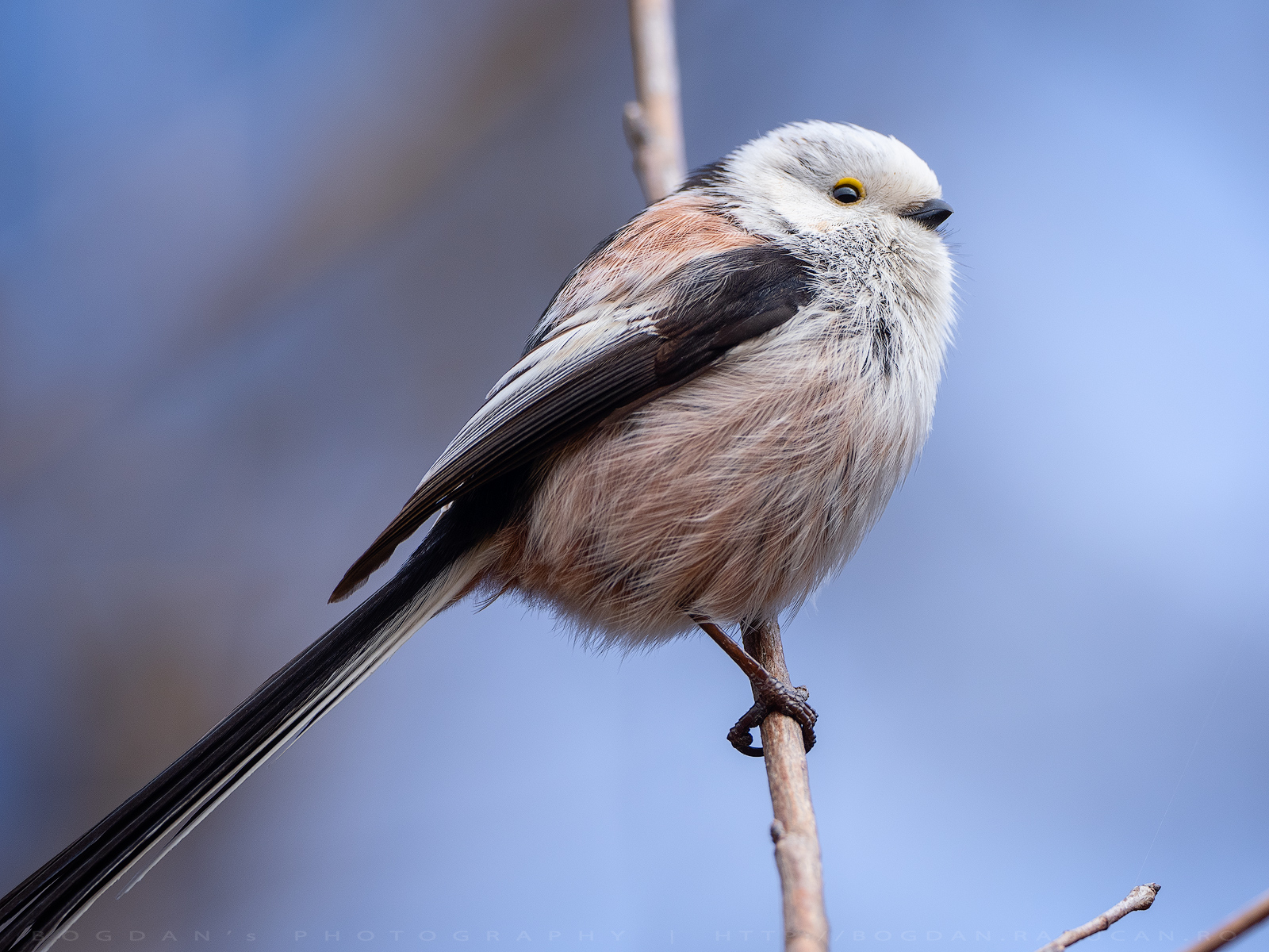 Pitigoi codat / Long-tailed tit (Aegithalos caudatus)