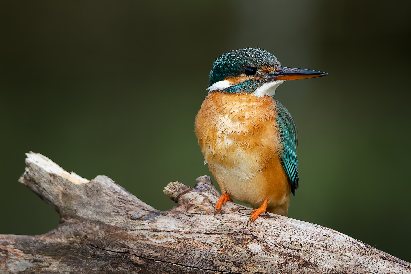Pescaras albastru /Eurasian kingfisher (Alcedo atthis)