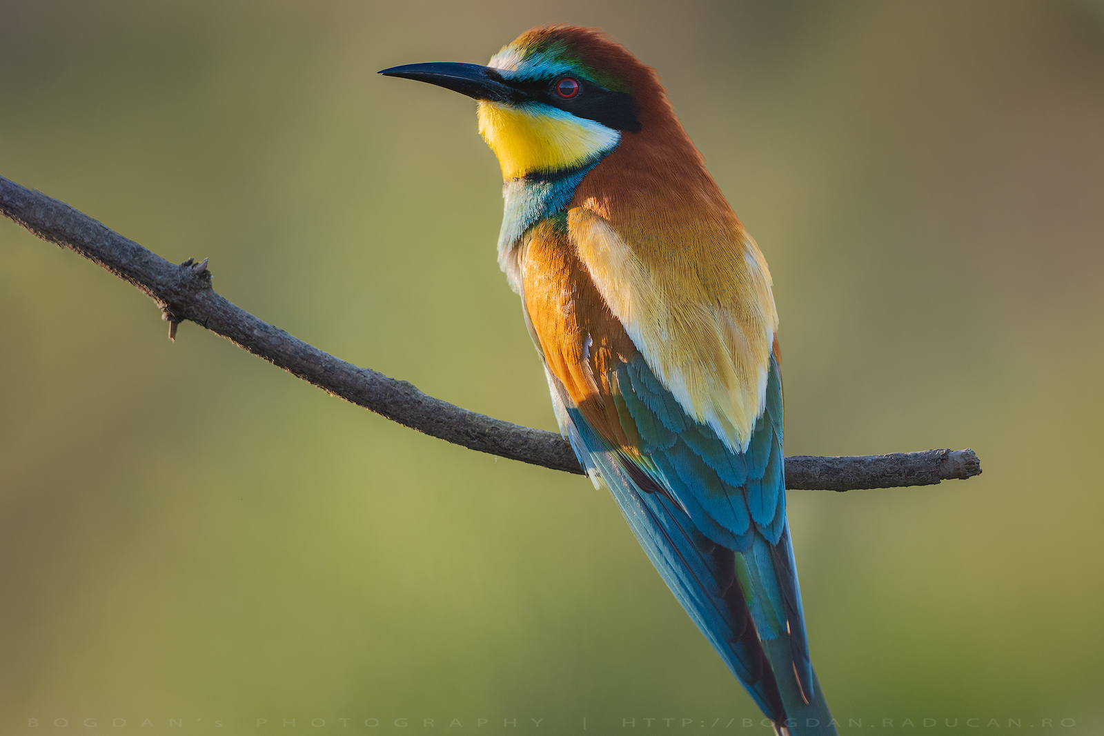 Prigoria / Bee eater (Merops apiaster)