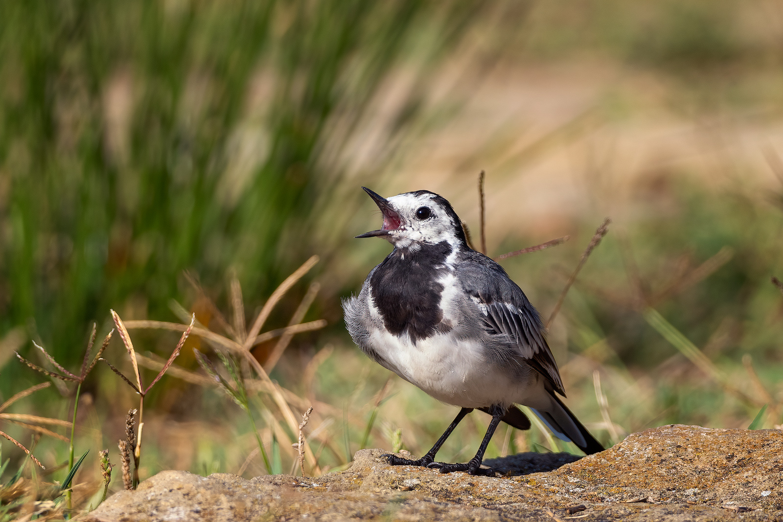 Codobatura alba / White wagtail (Motacilla alba)