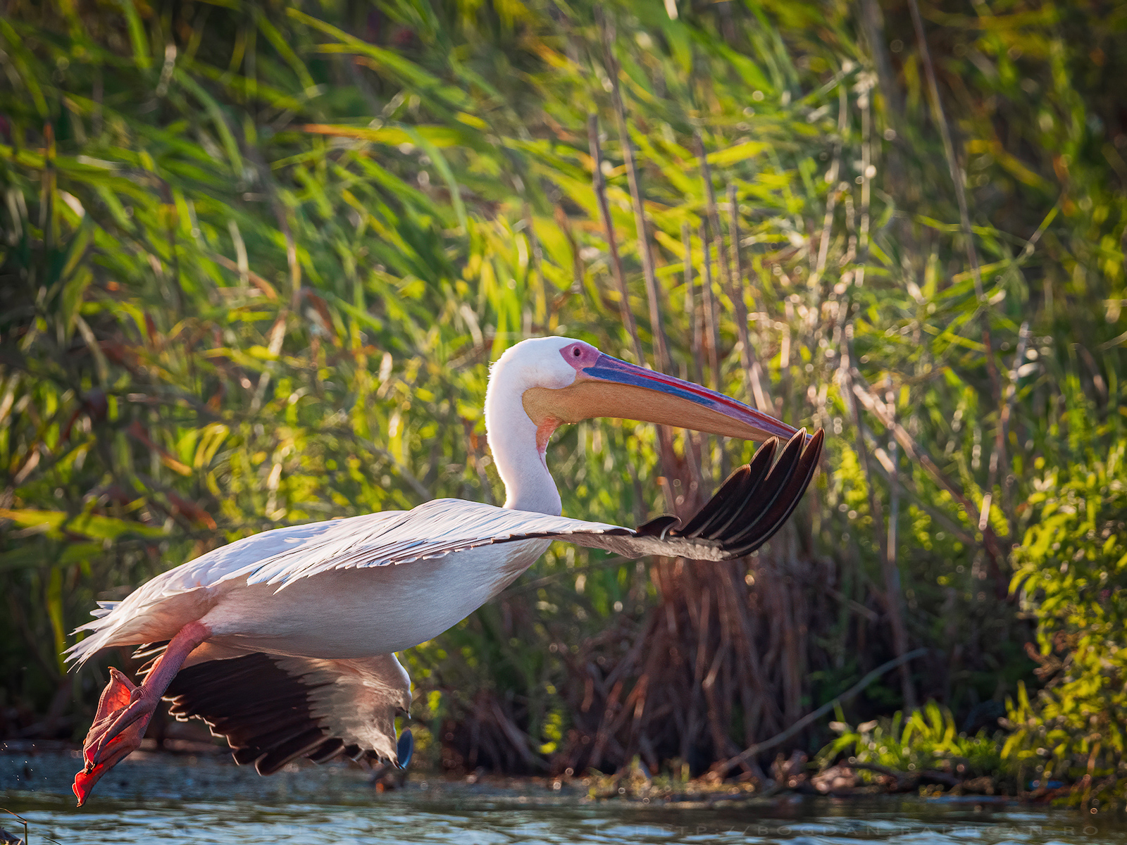 Pelican comun / Great white pelican (Pelecanus onocrotalus)