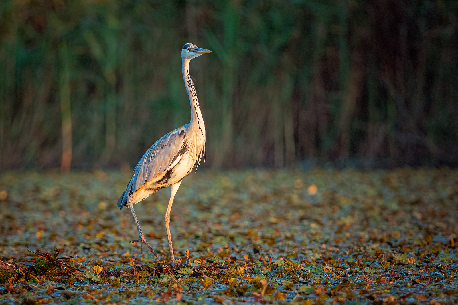 Starc cenusiu / Grey heron (Ardea cinerea)