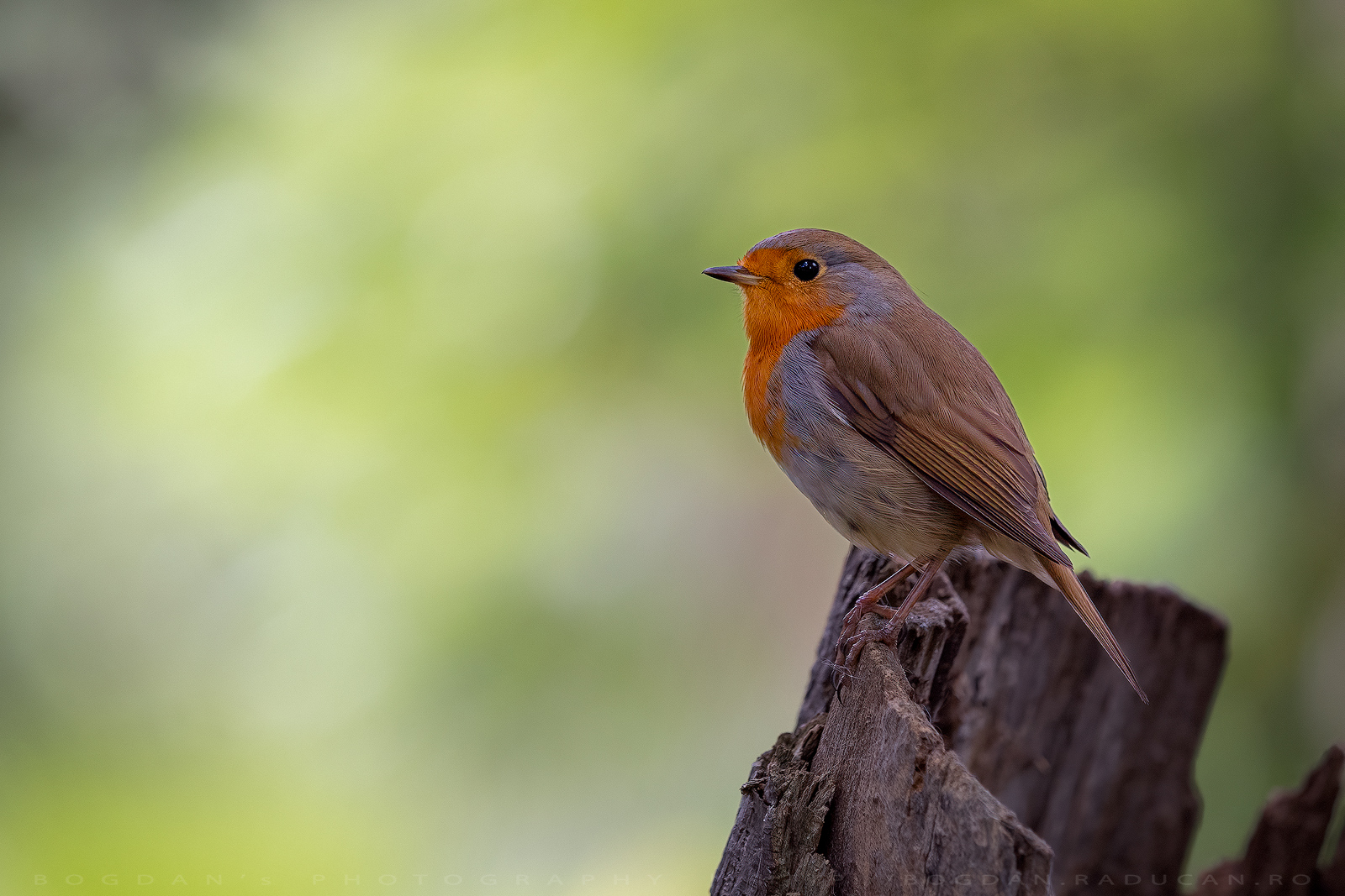 Măcăleandrul /European Robin (Erithacus rubecula)