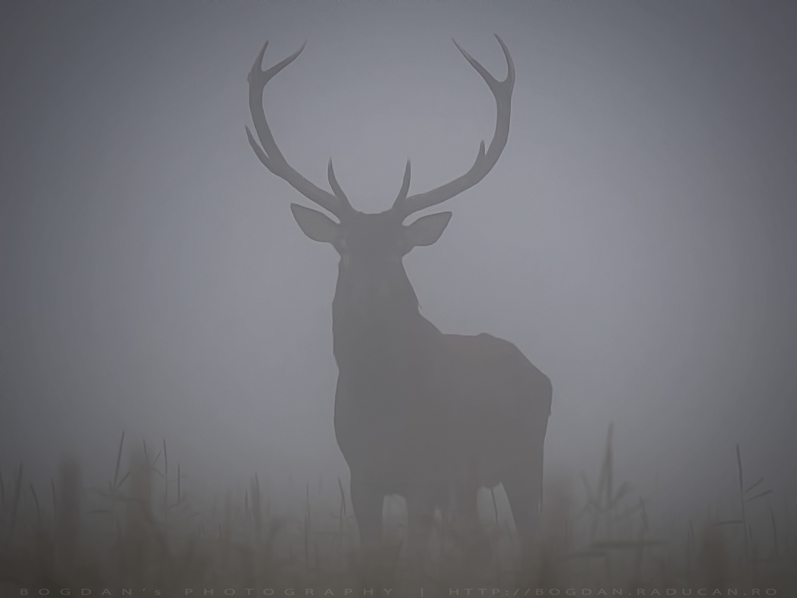 Cerbul nobil / Red deer (Cervus elaphus)