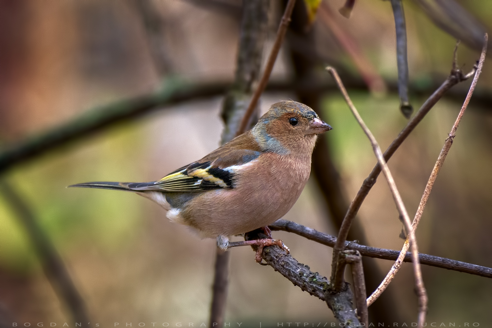 Cinteza / Chaffinch (Fringilla coelebs)
