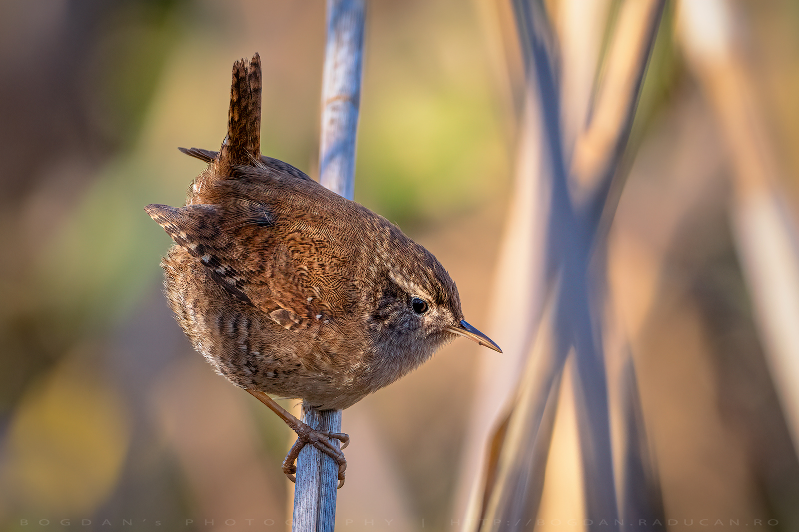 Pantarus / Wren (Troglodytes troglodytes)