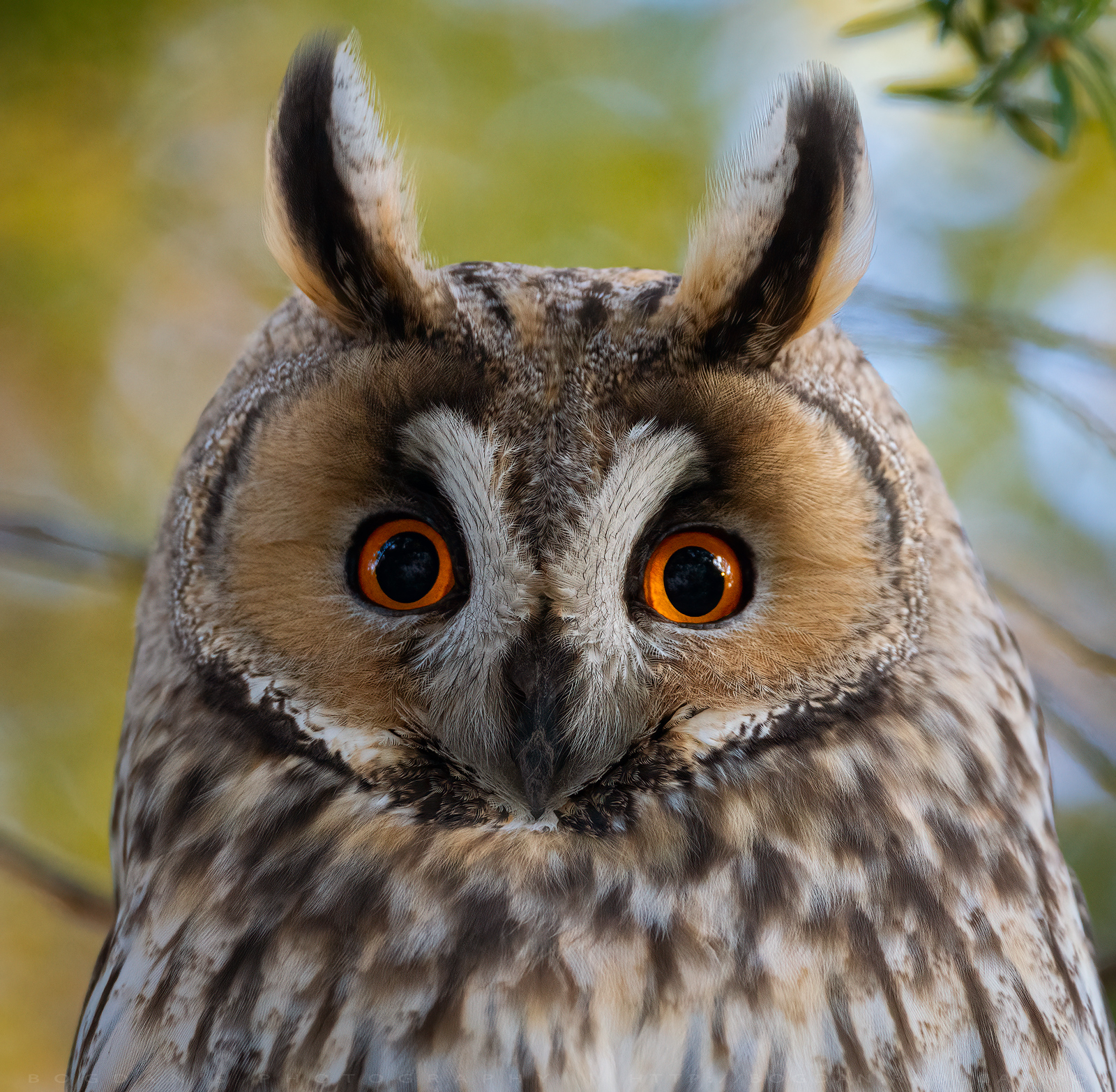 Ciuful de pădure / Long-eared owl (Asio otus)