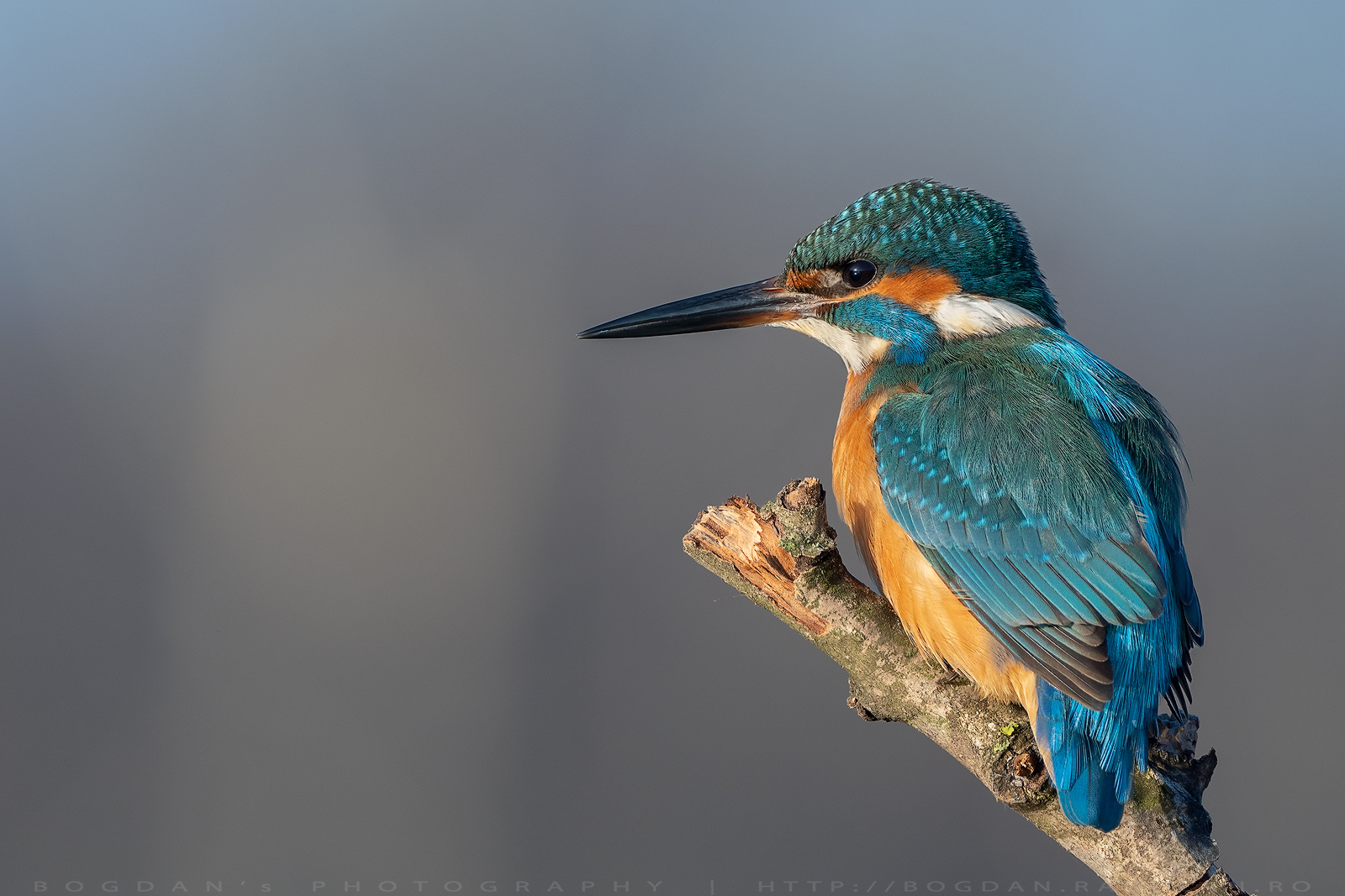 Wildlife photography