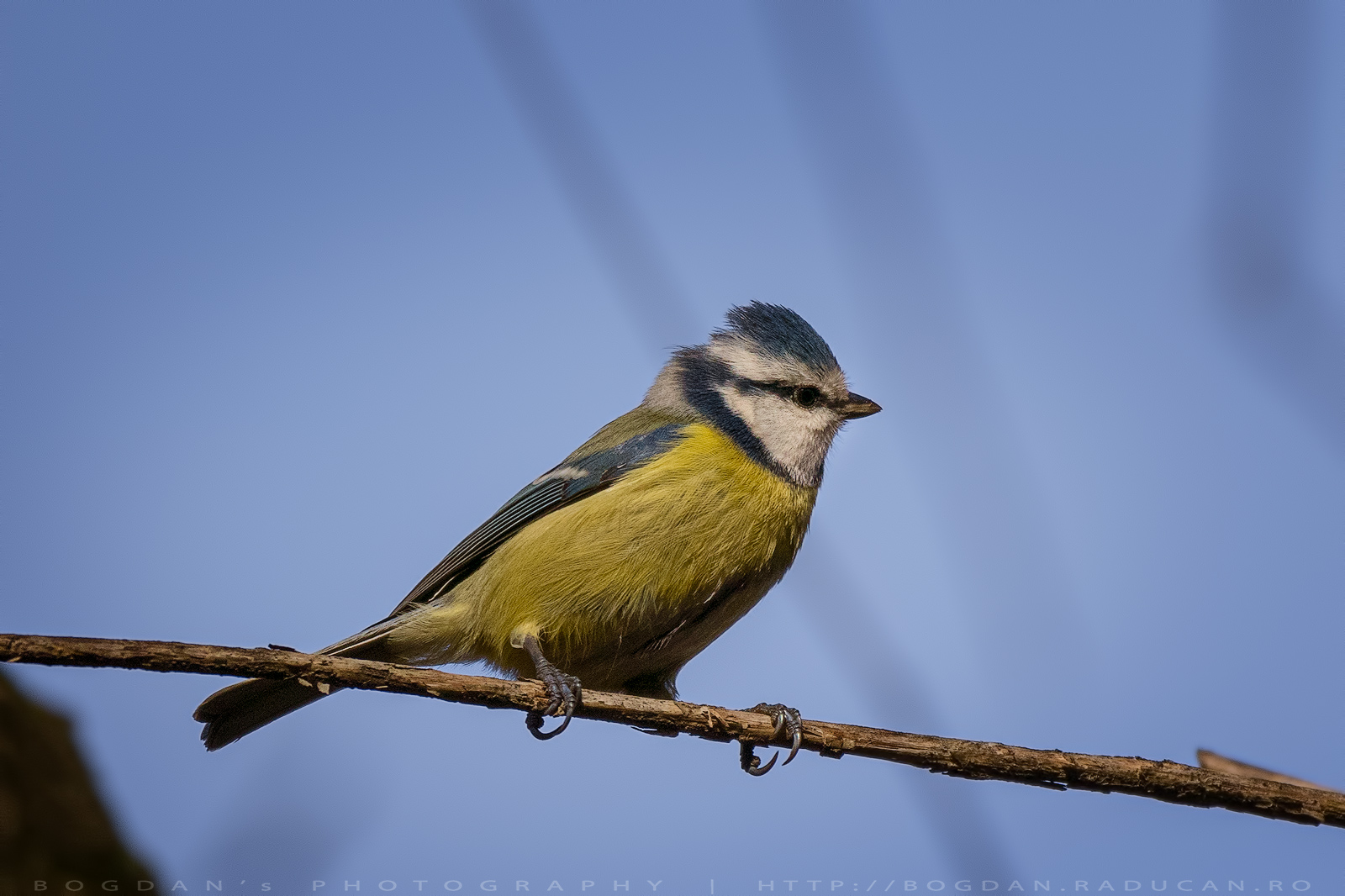 Pițigoiul albastru / Blue tit (Cyanistes caeruleus