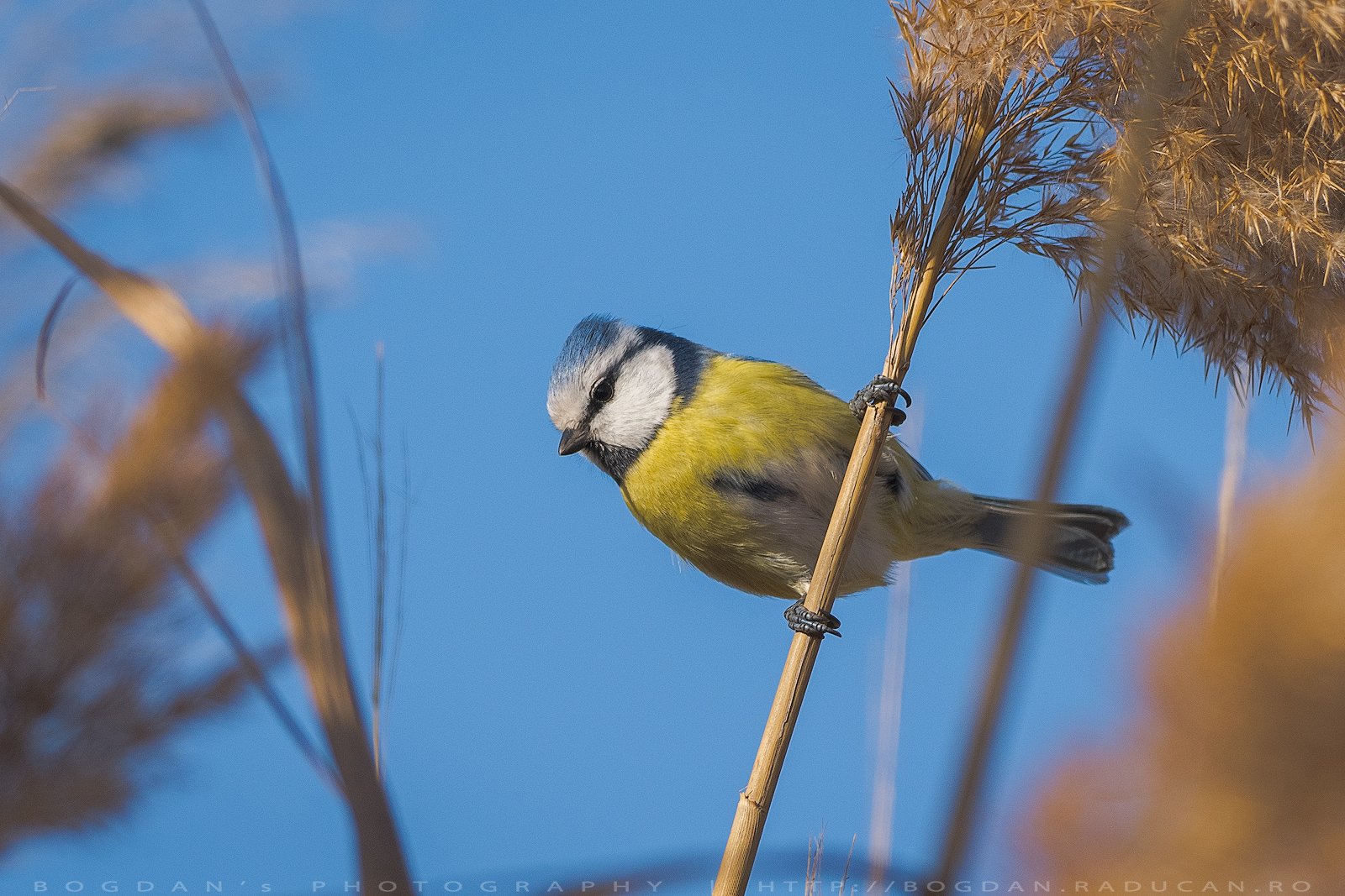 Pițigoi albastru / Blue tit