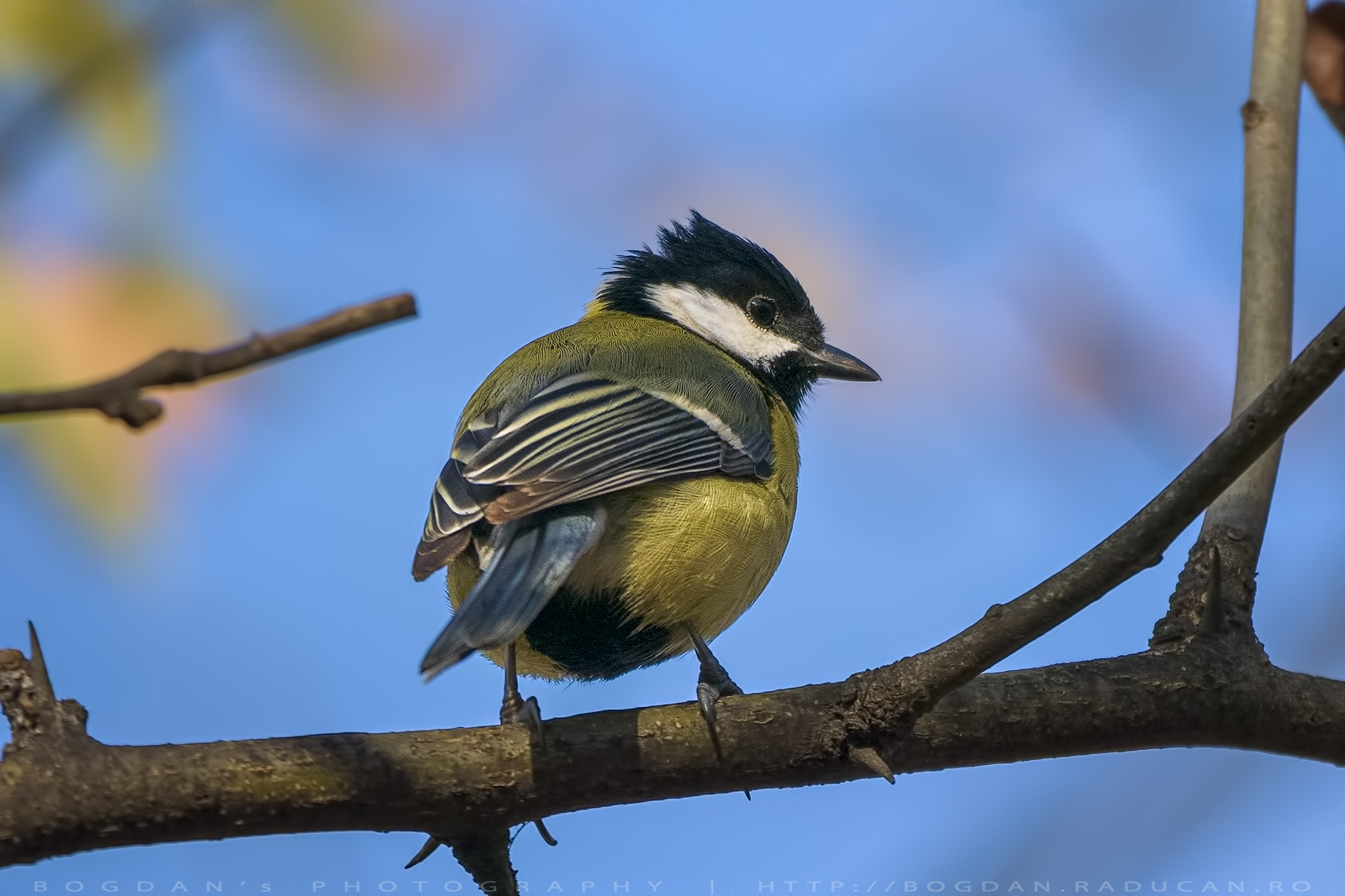 Pitigoi de bradet / Coal tit (Periparus ater)