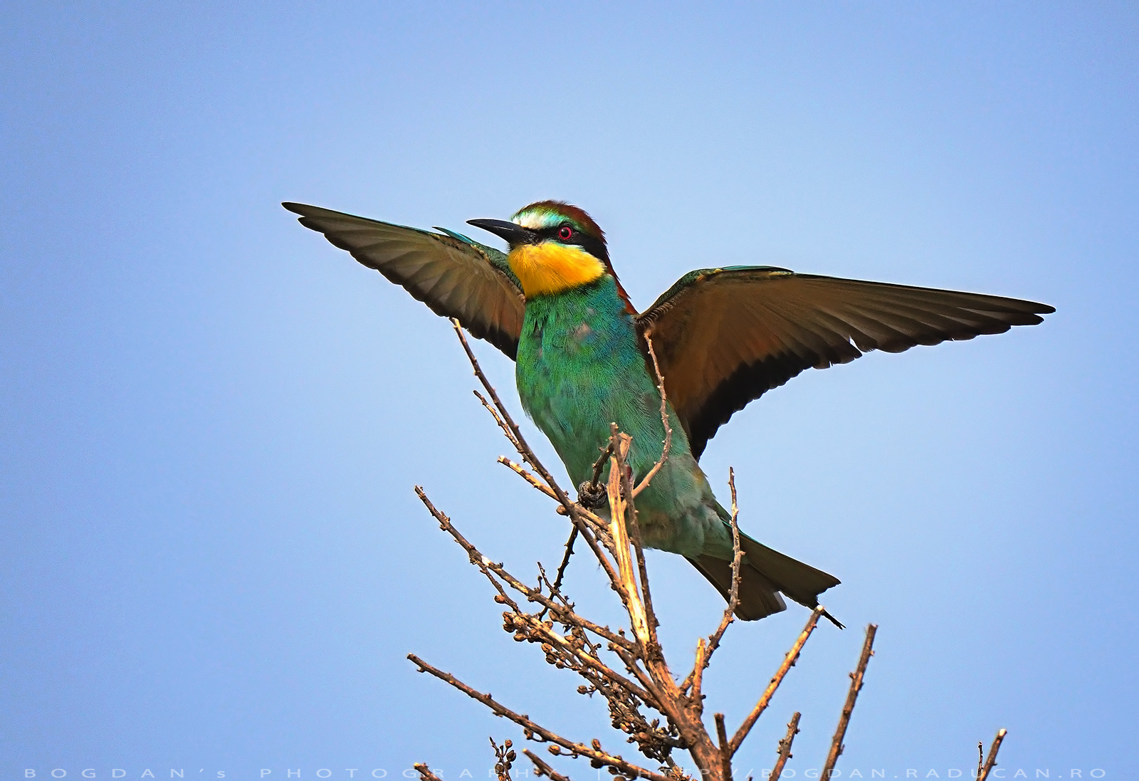 Prigoria / Bee eater (Merops apiaster)