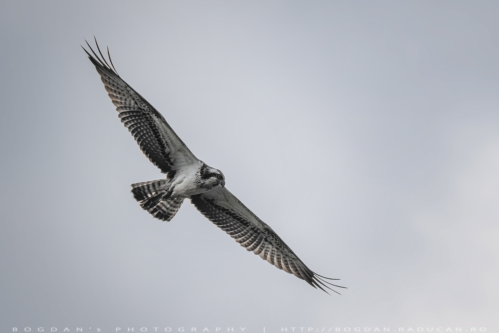 Uliganul pescar / Ospray  (Pandion haliaetus)